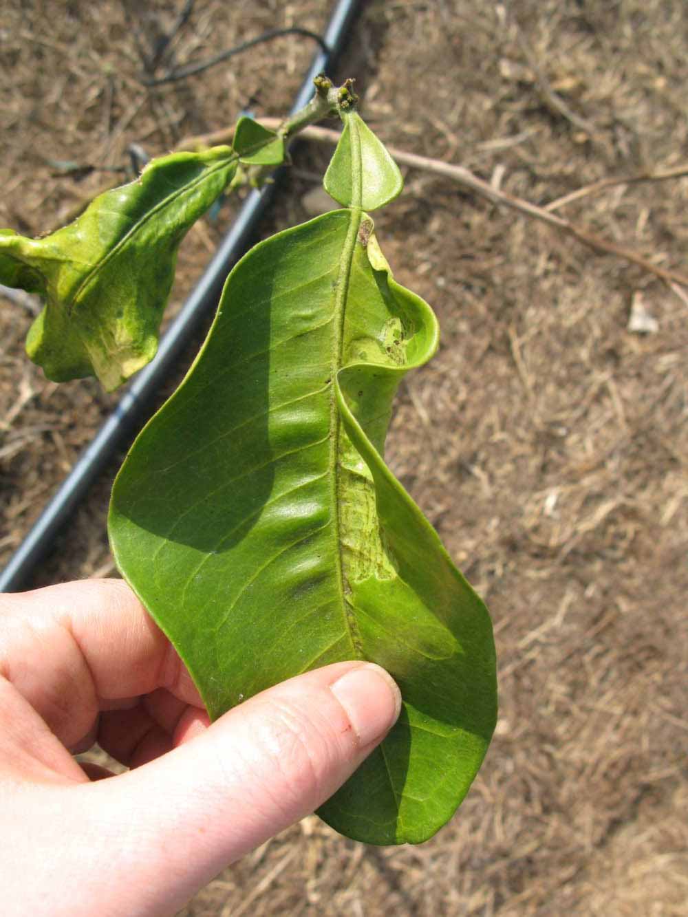              Unifoliolate leaf (Winter Haven, FL)       